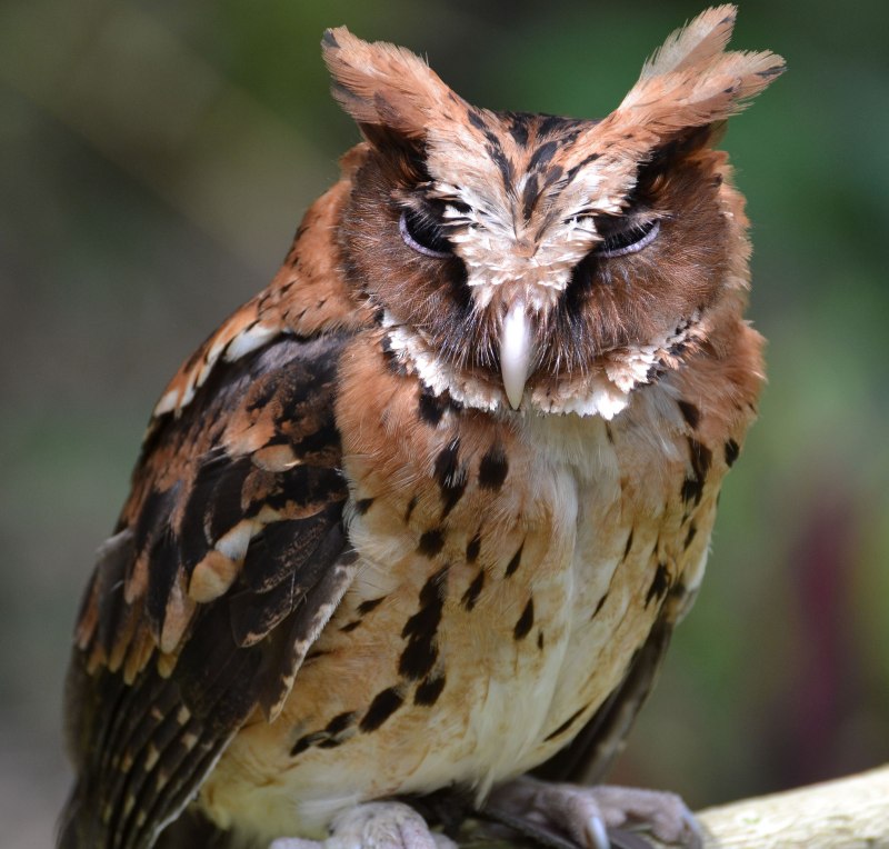 Otus gurneyi — красноухая совка