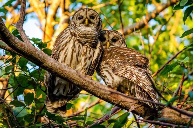 Сова ушастая (ASIO Otus)eus)