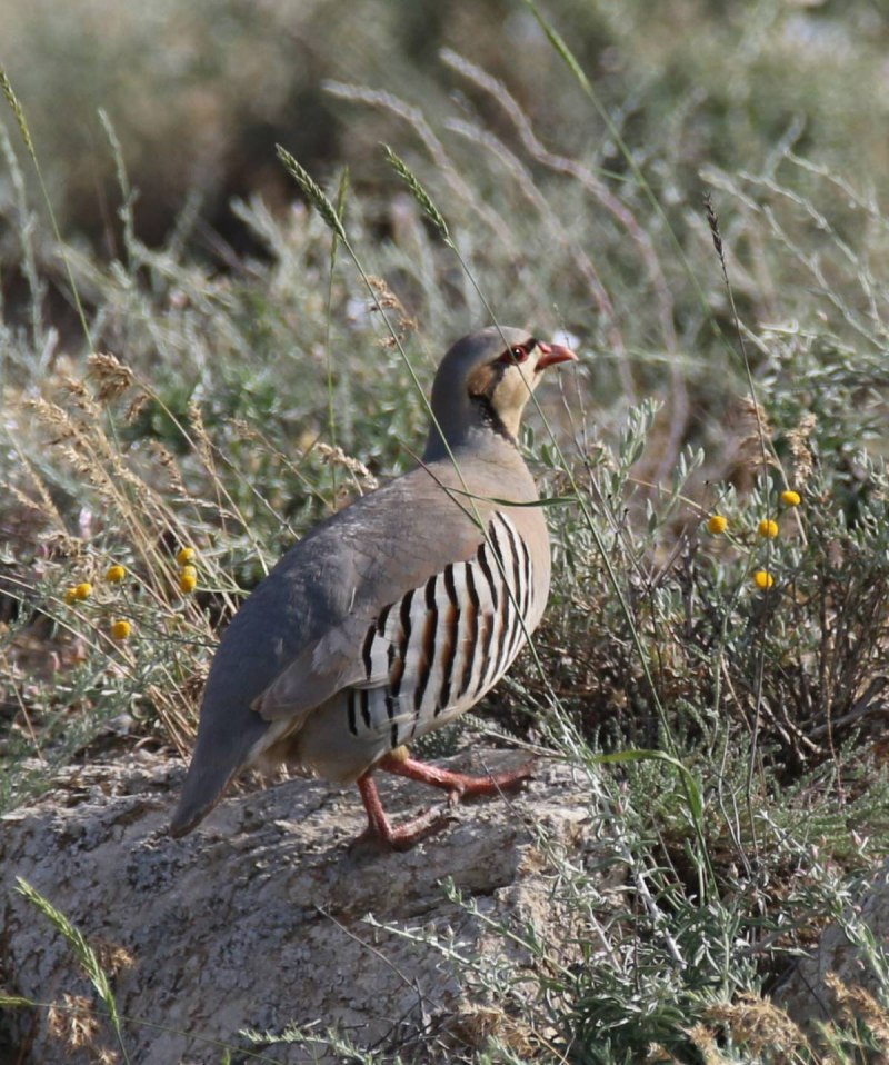 Alectoris Chukar