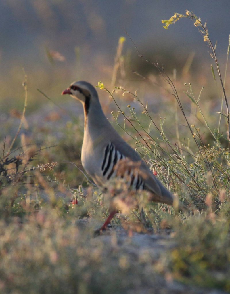 Chukar White