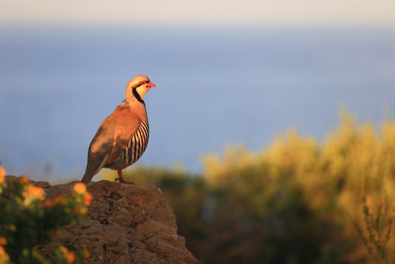 Кеклик (Alectoris Chukar)