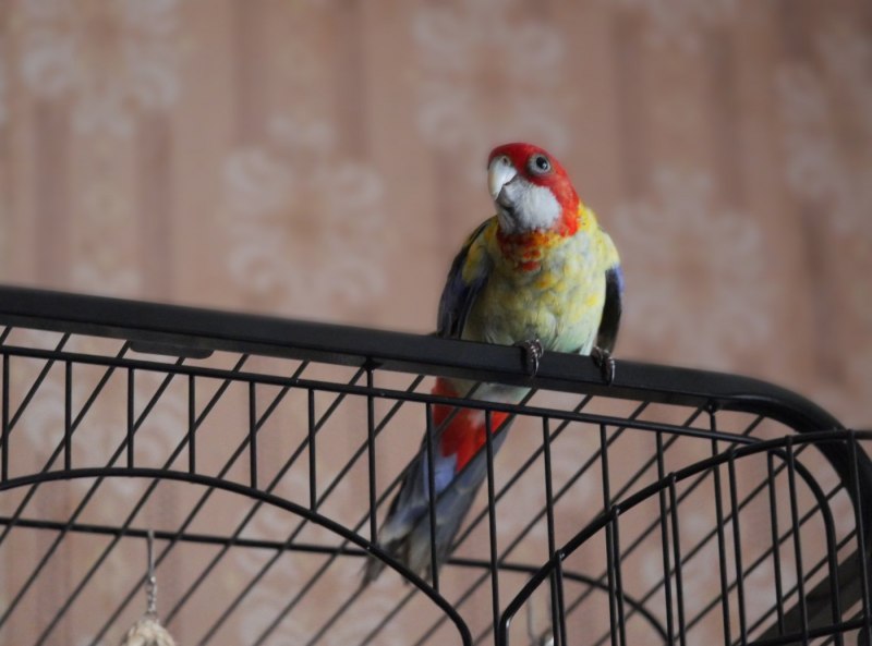 Розелла красная (Platycercus elegans)