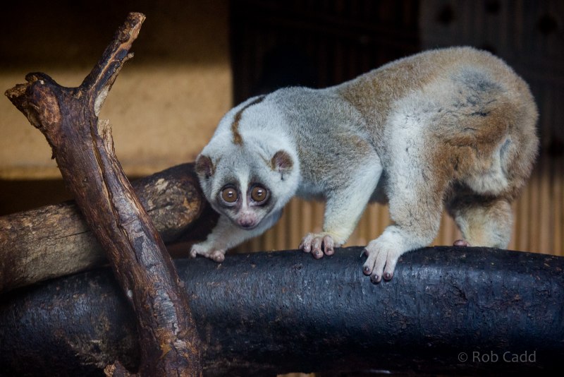 Бенгальский медленный Лори Nycticebus bengalensis