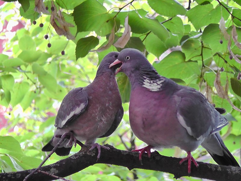Columba palumbus гнездо