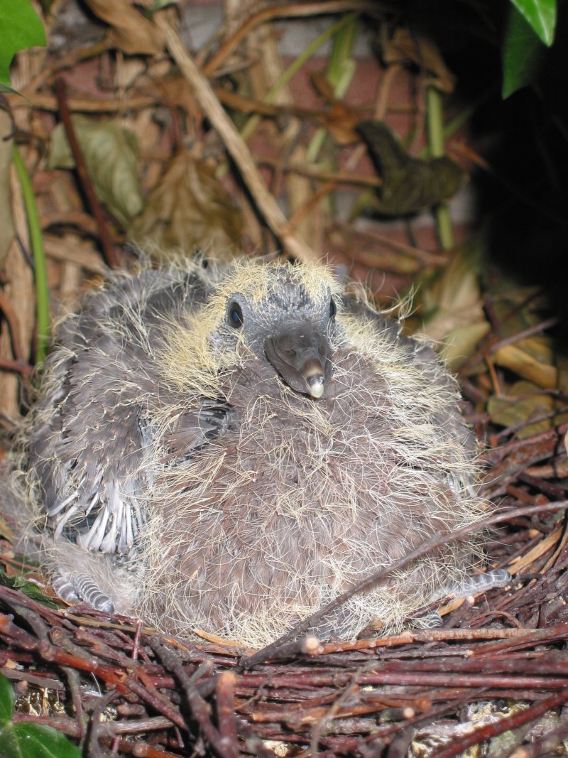 Птенец Columba palumbus
