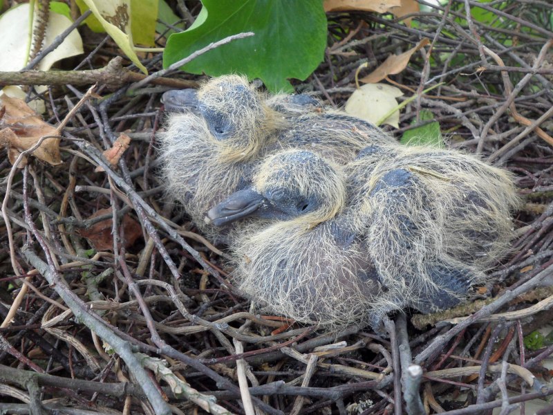 Птенец Columba palumbus