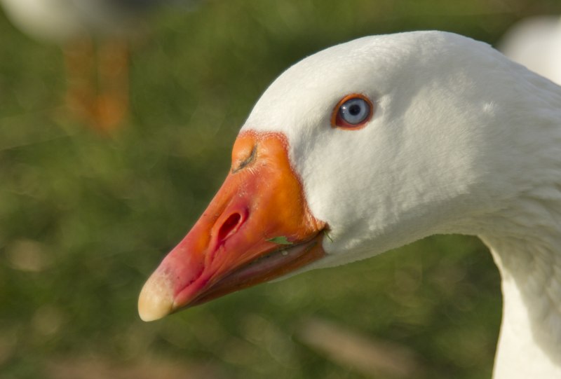 Клюв гуся