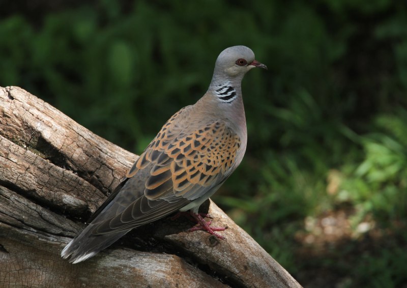 Mourning dove pair