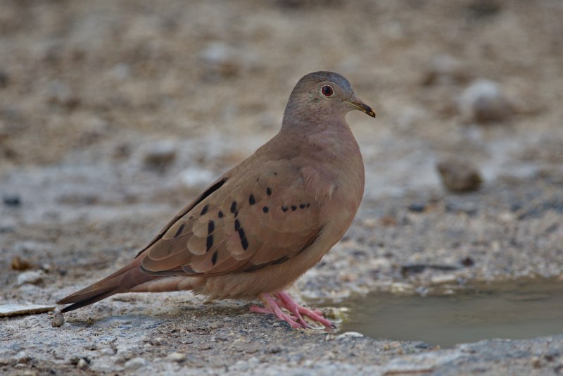 Streptopelia vinacea