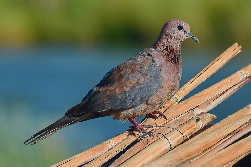 Streptopelia chinensis