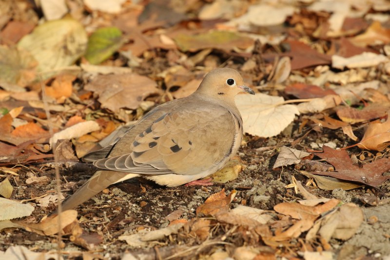 Обыкновенная Горлица (Streptopelia Turtur)