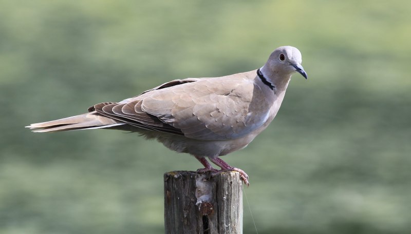 Mourning dove птица