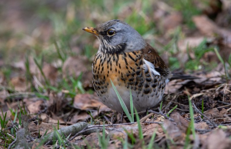 Дрозд-рябинник (turdus pilaris)