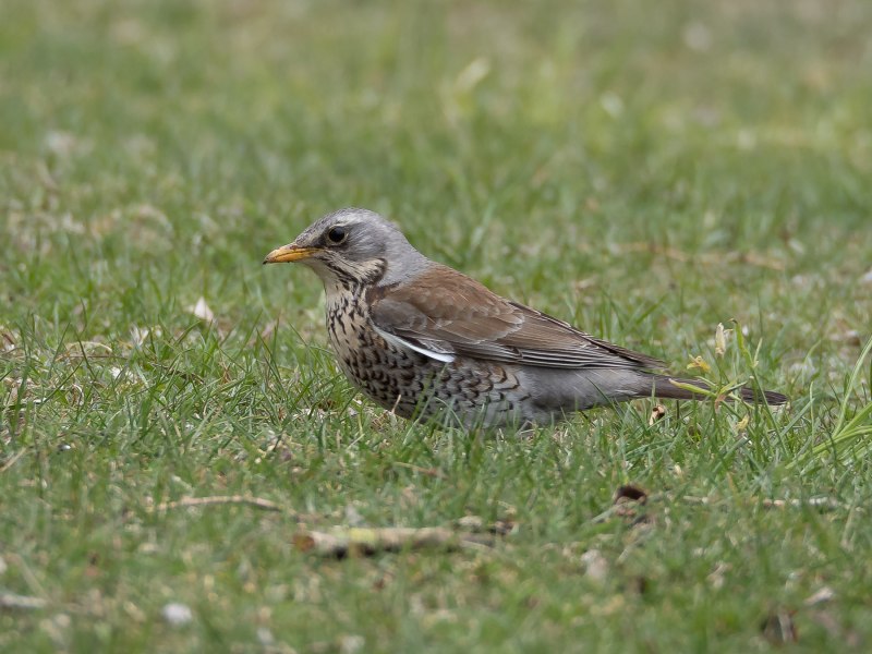 Дрозд-рябинник (turdus pilaris)