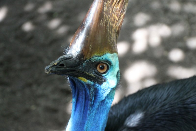 Casuarius casuarius