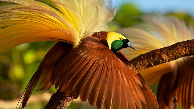 Райская птица животного (39 фото)