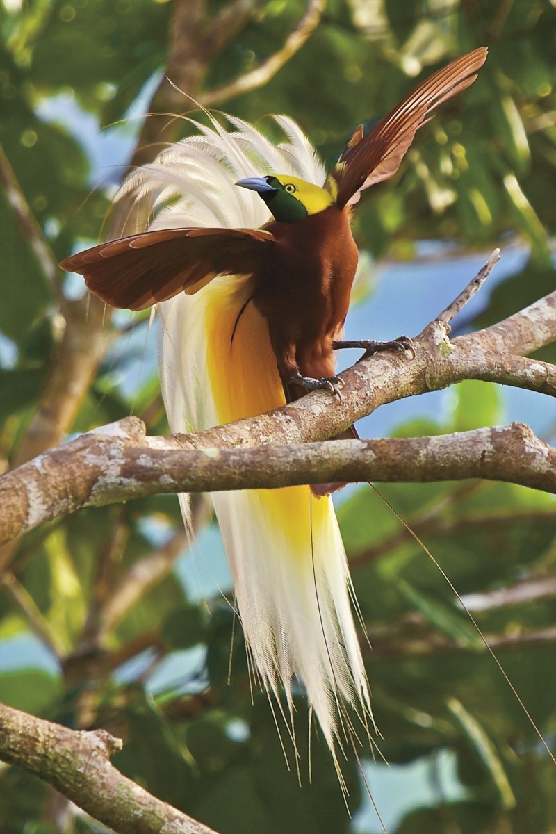 Paradisaea Rudolphi