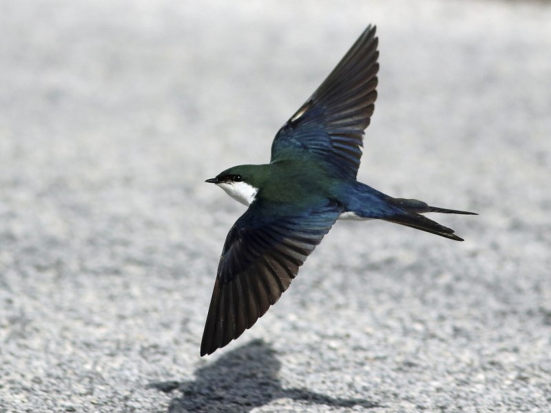 Swallow Ласточка