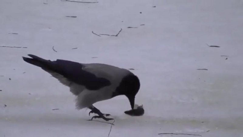 Ворона накаркала