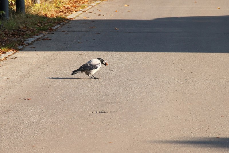 Серая ворона на дороге