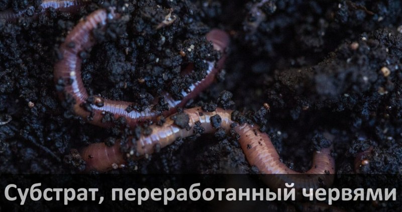 Спаривание дождевых червей