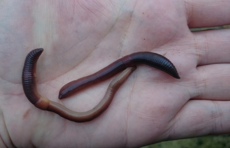 Lumbricus terrestris обыкновенный дождевой червь