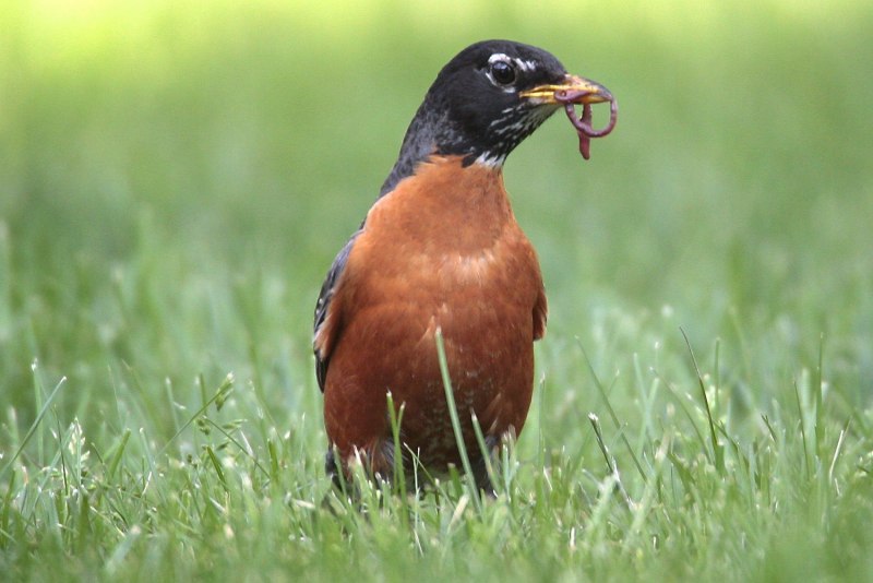 Птица питающаяся дождевыми червями (33 фото)
