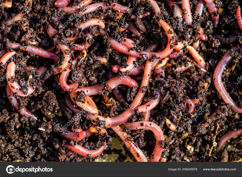 Червь Земляной (Lumbricus terrestris)