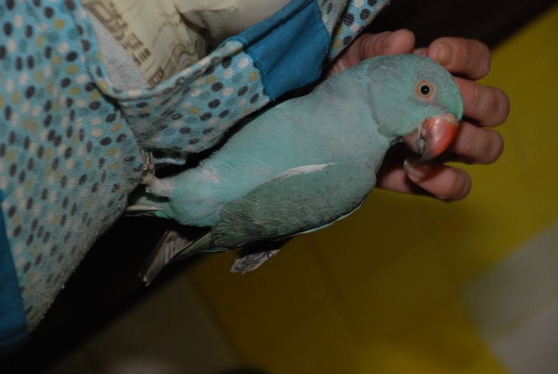 Попугай домашний виды