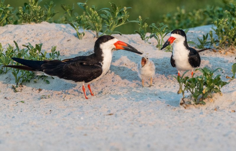 Rynchops flavirostris
