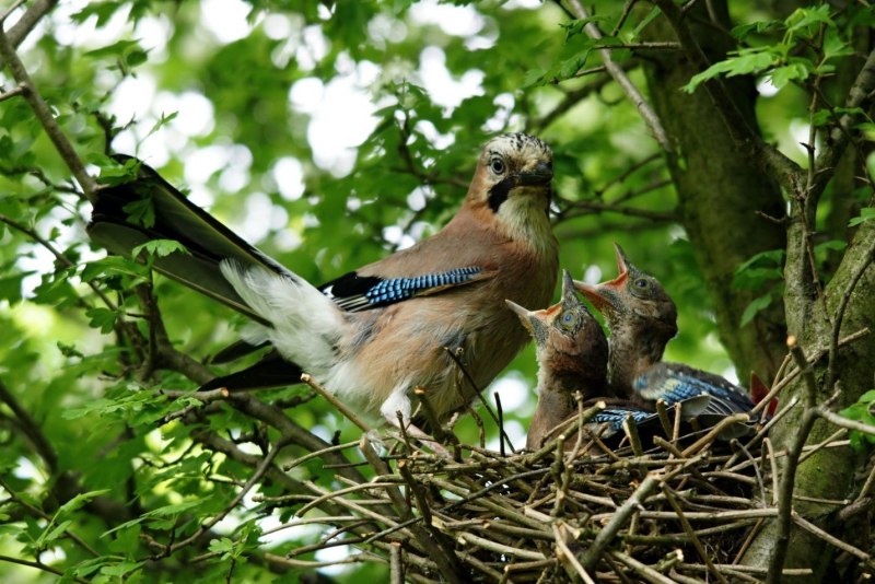 Garrulus glandarius птенец