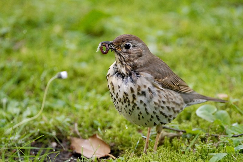Turdus Merula самка