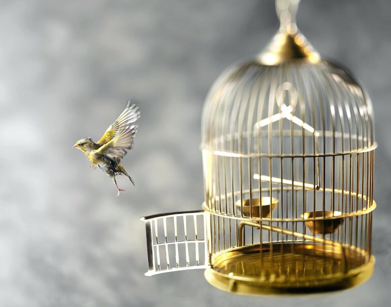 Птица в золотой клетке (35 фото)