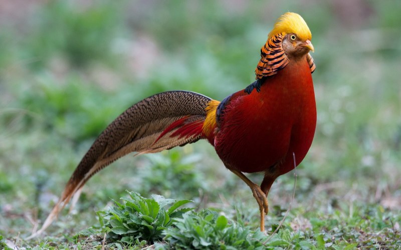Золотой фазан птицы (45 фото)