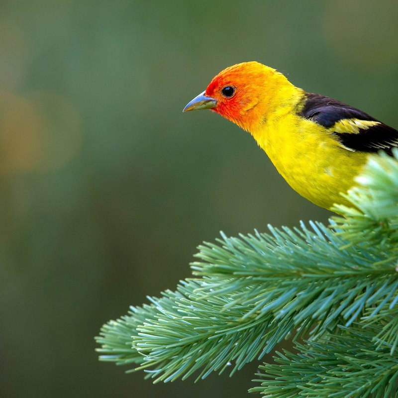 Green Warbler птица