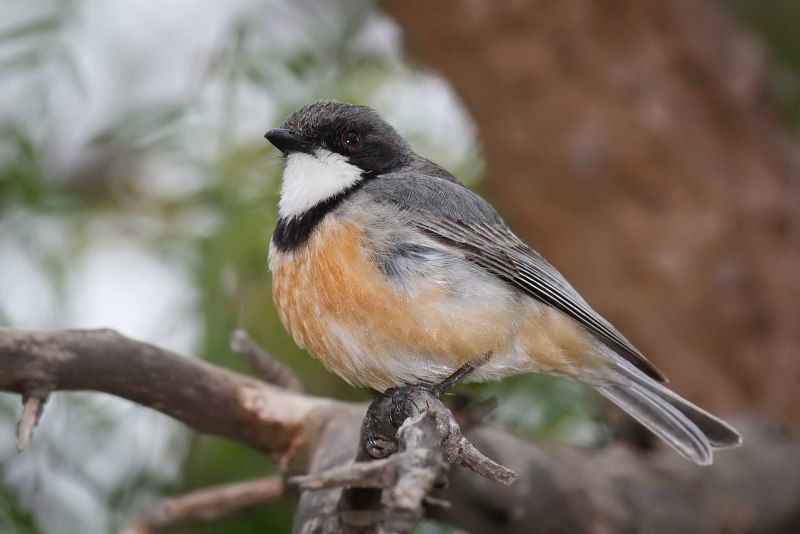 Rufous Whistler птица