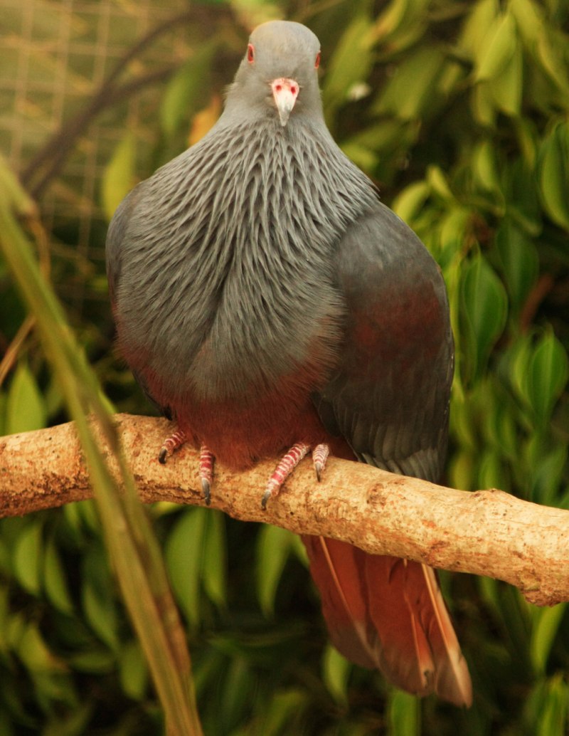 Ptilinopus coronulatus