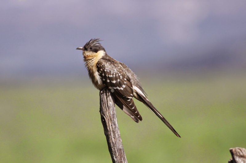 Хохлатая Кукушка (Clamator glandarius)