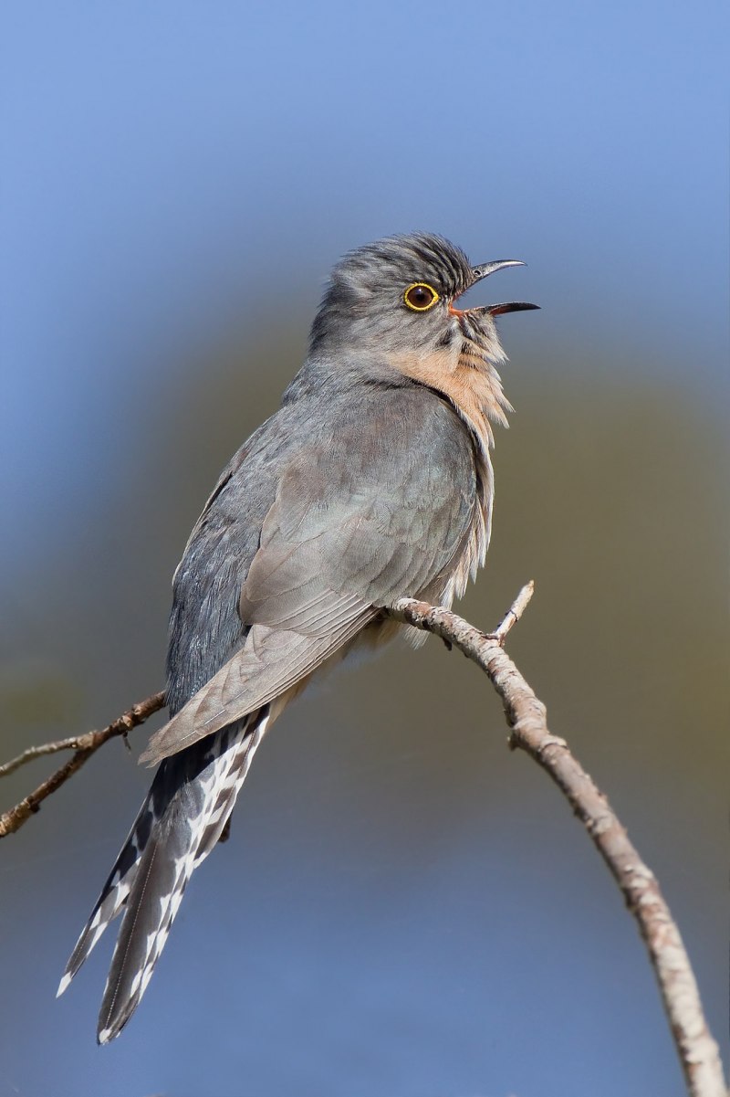 Neodrepanis Coruscans