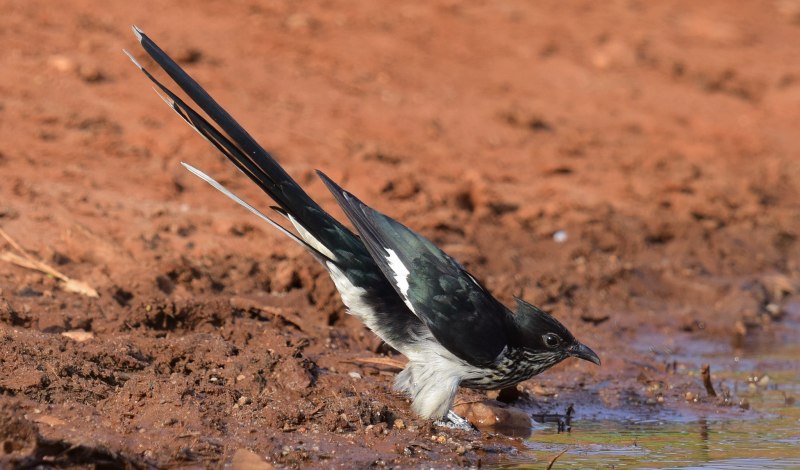 Хохлатая Кукушка (Clamator glandarius)