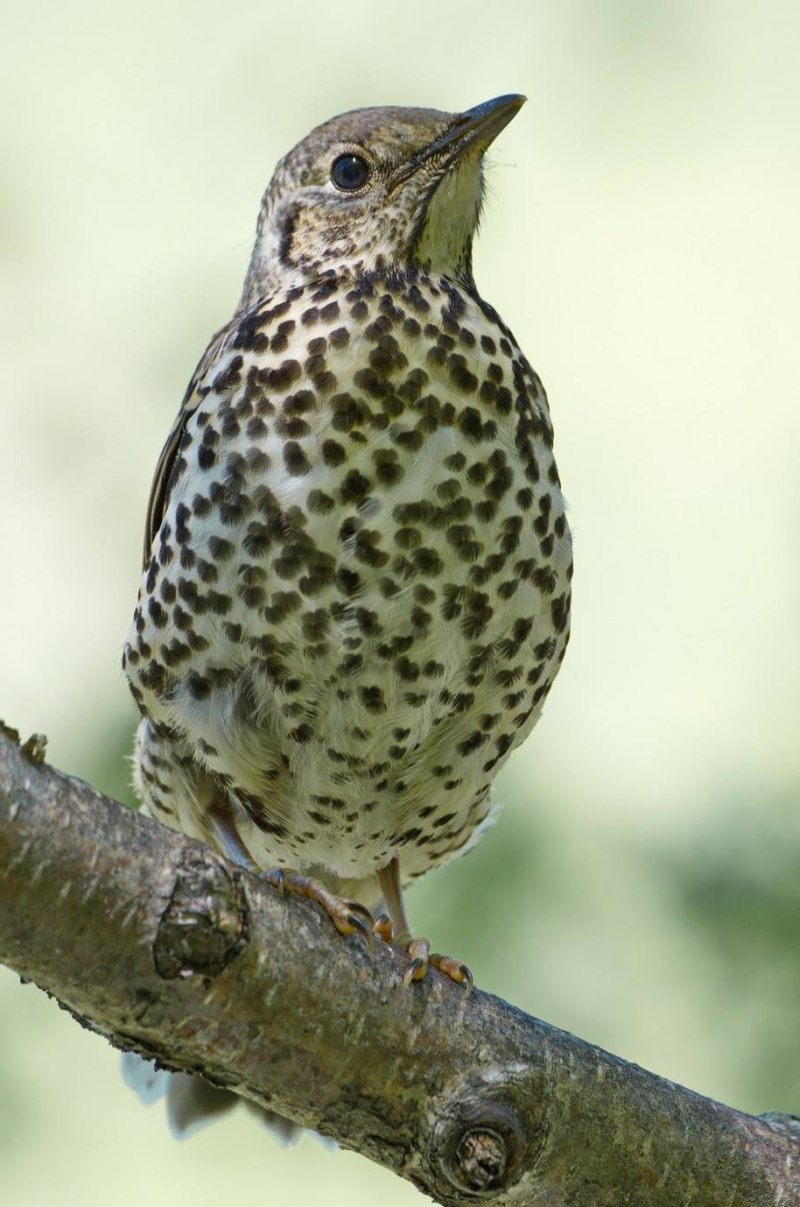 Дрозд-деряба (turdus viscivorus)