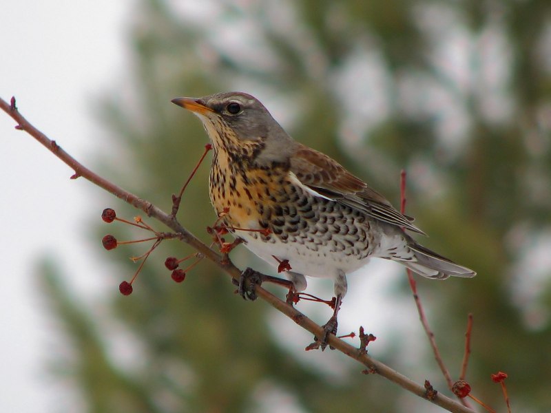 Дрозд-деряба (turdus viscivorus)