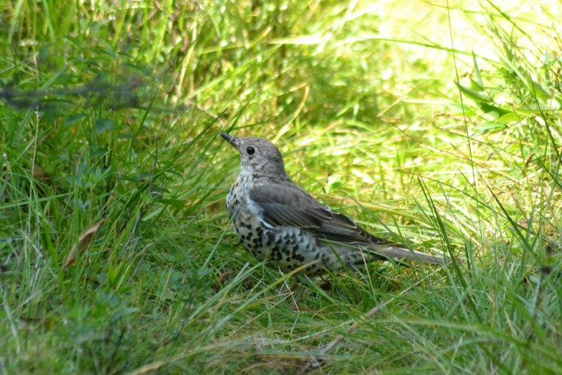 Turdus viscivorus