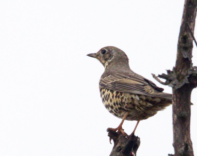 Дрозд-деряба (turdus viscivorus)
