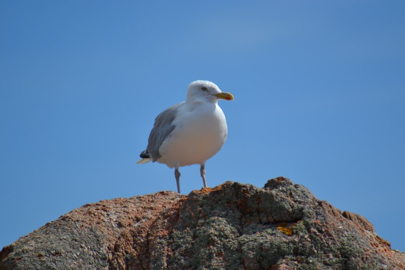 Серебристая Чайка (European Herring Gull)