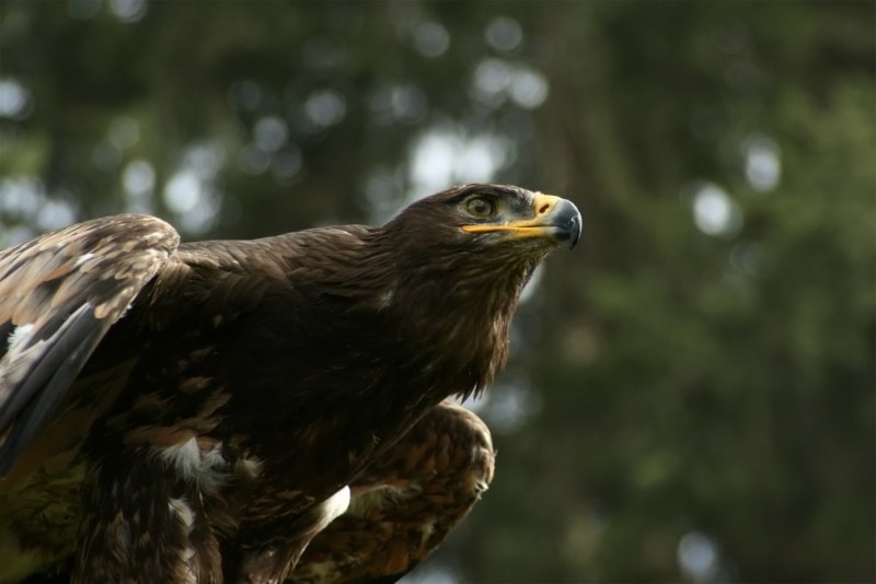 Орлан-белохвост Haliaeetus albicilla
