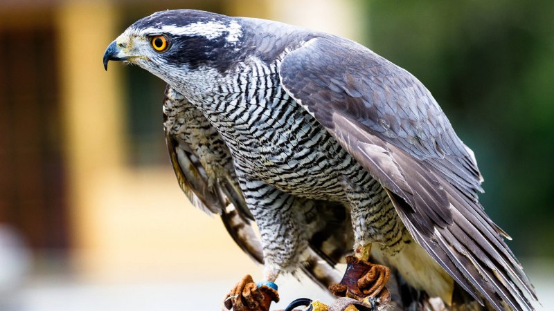 Орёл-карлик (Aquila pennata)
