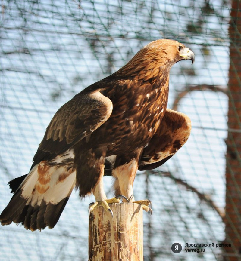 Ястреб - тетеревятник (Accipiter gentilis)
