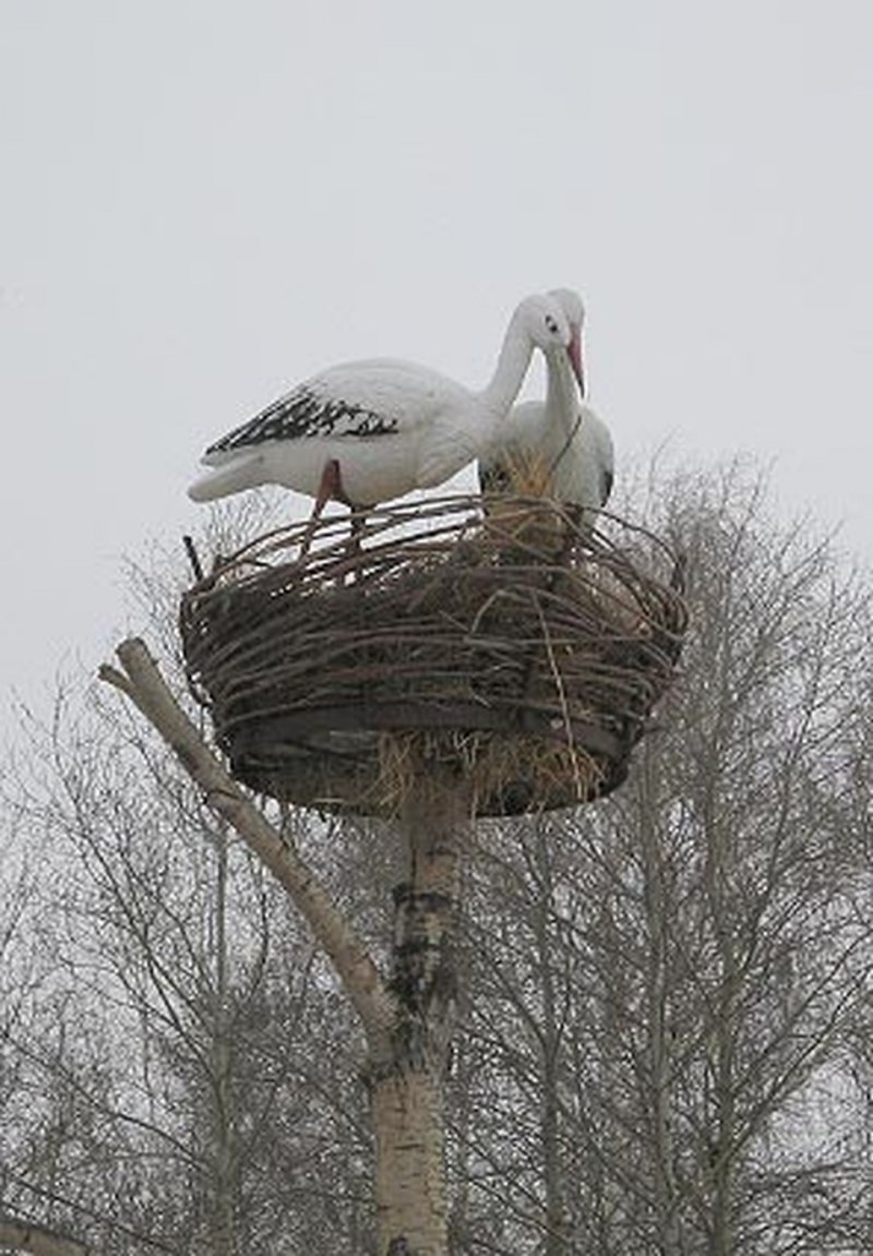 Ельня гнездо аиста