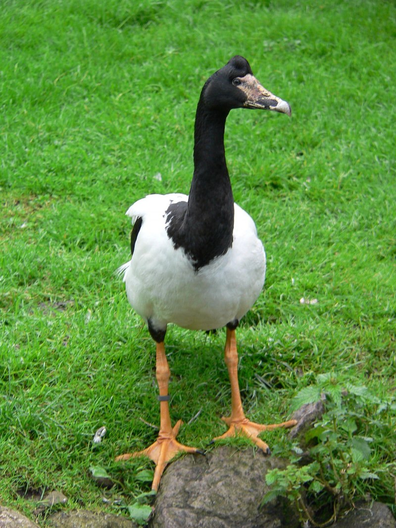 Полулапчатые гуси Anseranatidae